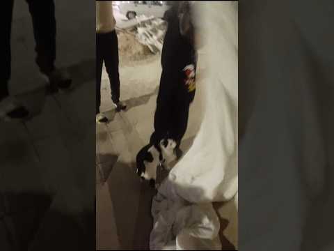 DAMDAN ÇAMAŞIR DÜŞTÜ😯😯😯#alinecati#shorts#keşfet#youtubeshorts#keşfetbeniöneçıkar#cute#funny#comedy