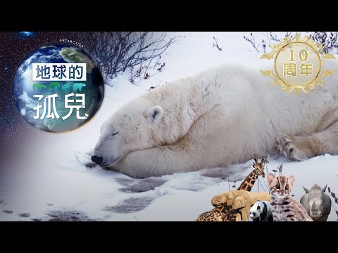地球的孤兒~熊的國度，北極熊世紀末滅絕倒數