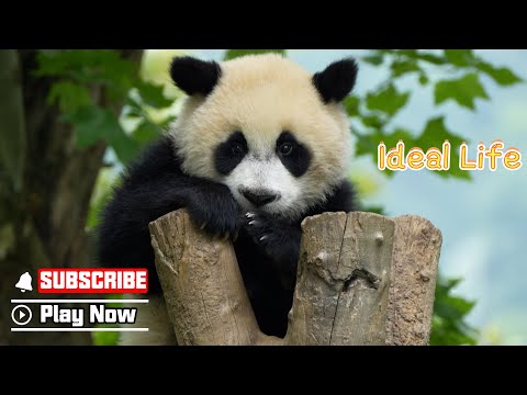 Panda Baby Snoozes On Treetop In The Cool Breeze | iPanda