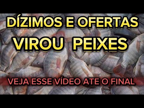 ￼ Inacreditável dízimo e oferta virou mais de 4000 peixes