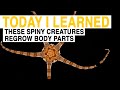 Echinoderms and Their Regenerative Abilities