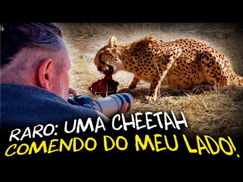 MOMENTO RARO NA ÁFRICA: UMA CHEETAH CAÇANDO E COMENDO DO MEU LADO!