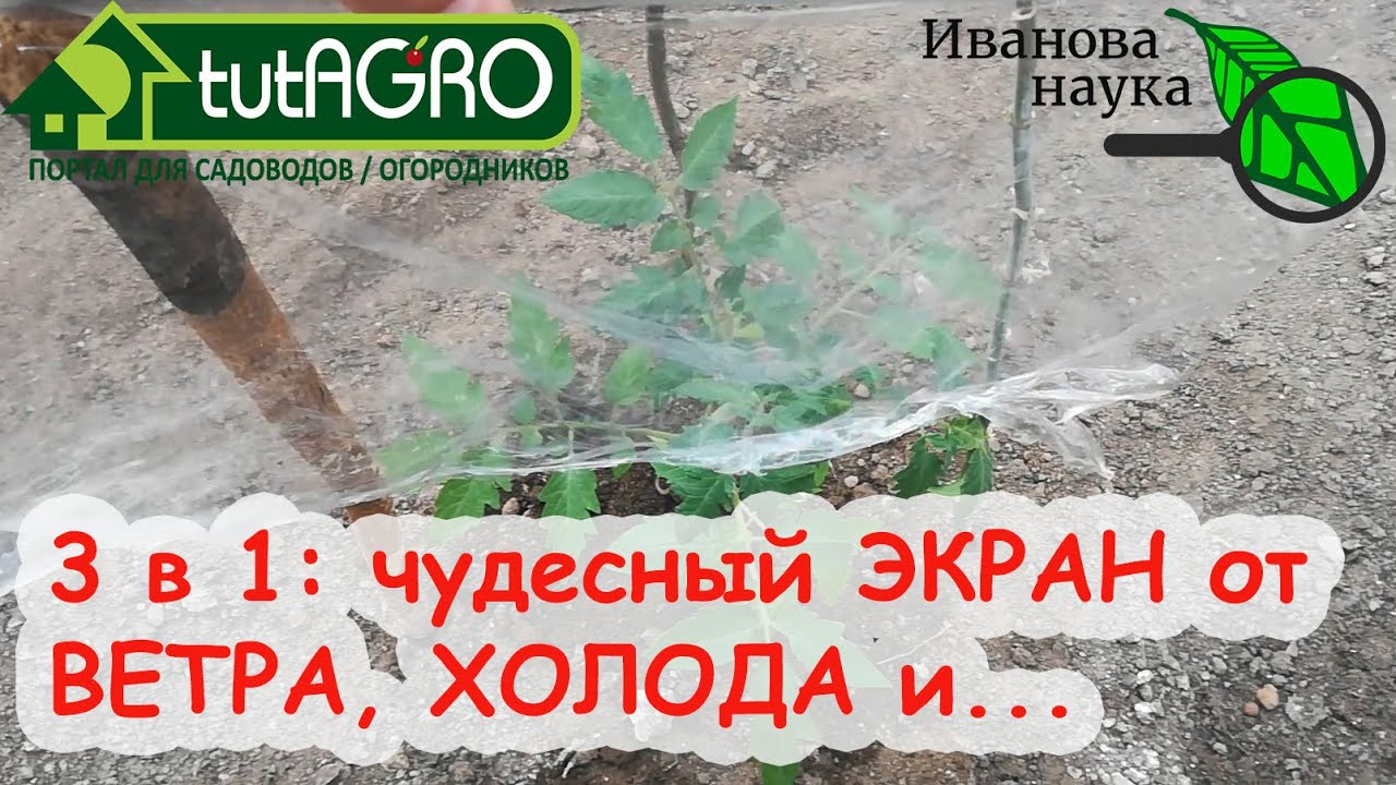 Не страшен ни ветер, ни холод! Рассада не сломается и не замерзнет! Очень простой способ защиты.