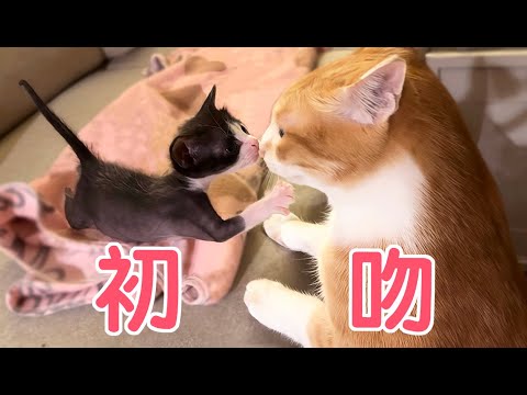 初吻來的太突然♥超派奶貓的密室逃脫！逃出心得來啦~｜傲嬌爸的養貓日常