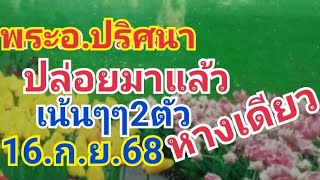 พระอ.ปริศนา.ปล่อย2ตัวเน้นๆๆหางเดียว16.ก.ย.68