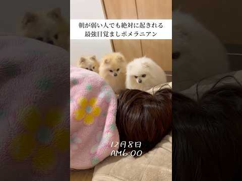 本日の目覚ましポメラニアン
