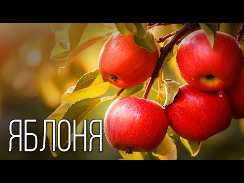 Яблоко: Самый важный фрукт | Интересные факты про яблоню