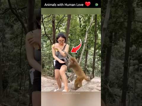 Gappu बंदर 🐵 daily 8 km travel करके कहा jaata था??