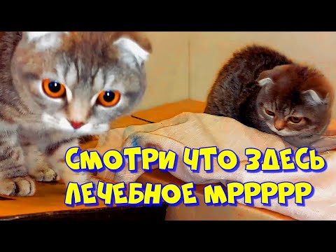 🐱БУДНИ КОТОВ! ВСЕ в ПАПУ!