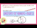 Gingival Anatomy and Functions