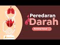 Sistem Peredaran Darah Manusia