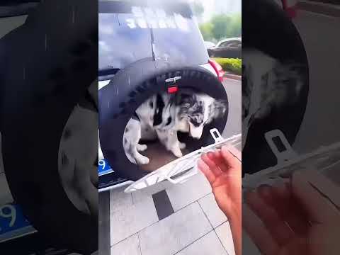 Él Hizo Todo Esto Porque Su Perro Hacía Popo En El Coche 😮