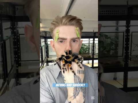 #tiktokeffects