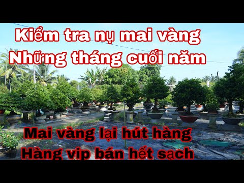 Tạo nụ cho mai vàng chơi tết giai đoạn cuối năm