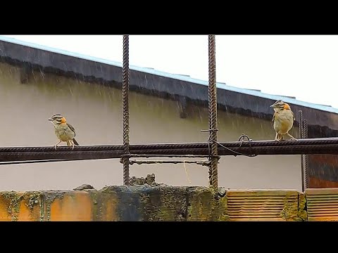 Tico ticos chamando muito durante a chuva o filhotão já esta empenado !!!