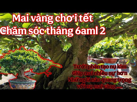 chăm sóc mai vàng tháng 6aml . tháng 7,8 tây , giúp mai vàng tạo nhiều nụ kim