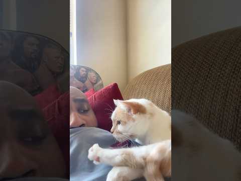 I swear this cat understands English better than most people 😂🐱#SmartCat #FunnyPets #cattalking