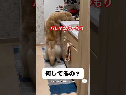 【隠し撮り】キッチンでこっそり食べるゴールデン #ゴールデンレトリバー #大型犬 #犬 #かわいい犬 #癒し