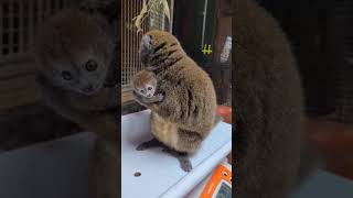 Alaotran gentle lemurs 😍❤️