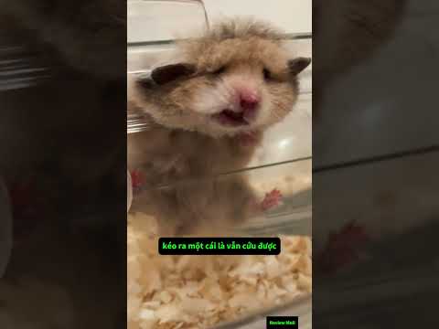 trình trạng này còn cứu được không P17