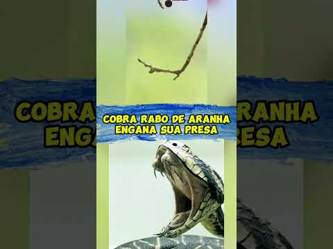 Ataque da víbora rabo de aranha