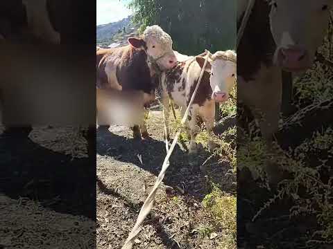 Calfcare owrearing Cowfeeding 310