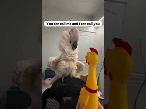 Funny parrot🤣🤣#parrot #bird #funnyanimals #pet