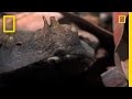 Gaboon Adder Behavior and Characteristics