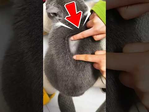 ESTÉ GATO TEM PELOS MÁGICOS