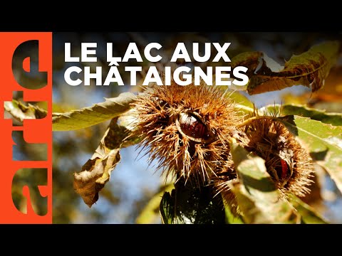 Les châtaignes du lac de Shkodër au Monténégro | ARTE Family