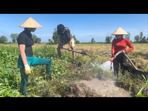 1623 / Bắt chuột mùa cắt lúa ở Miền Tây