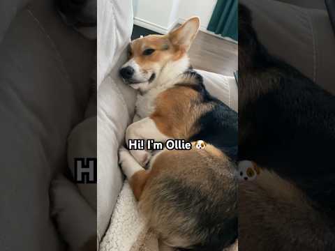 Will you be my bestie? ? #dog #puppy #cute #corgi #shorts