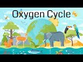Understanding the Oxygen Cycle