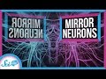 Understanding Mirror Neurons and Empathy