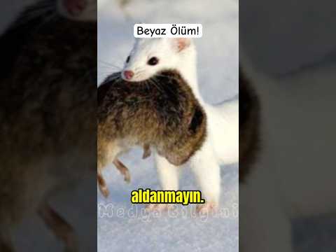 Beyaz Ölüm lakaplı efsane Gelincik Part-1 #medyabilgini