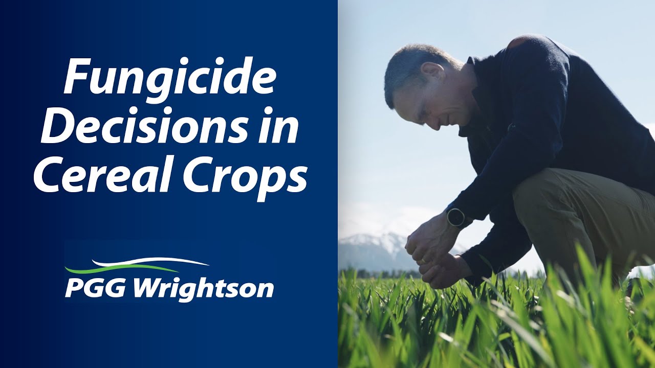 Making fungicide decisions in cereal crops 