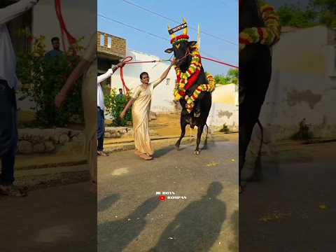 😱💥வீரத் தமிழச்சியும் 🔥மெய்யனூர் கருப்பனும் மாஸ்💥😱#jallikattu#shortvideo#viralvideo#love#bull#cow#