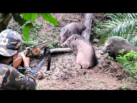 BERBURU ‼️ NYANGGONG BABI LAGI BERSAMA ISTRI POIN JANTAN JUMBO SAAT MAKAN BUAH SAWIT