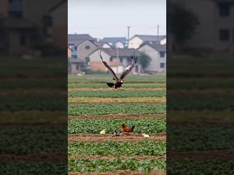 Bắt Được Con Chim Đại Bàng Khổng Lồ Xà Xuống Sân Vồ Đàn Gà #shortvideo