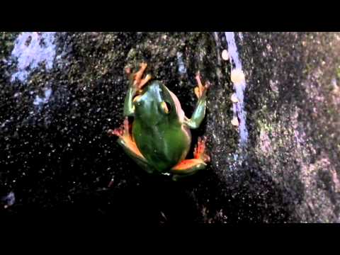 莫氏樹蛙叫聲Rhacophorus moltrechti - YouTube(1分01秒)