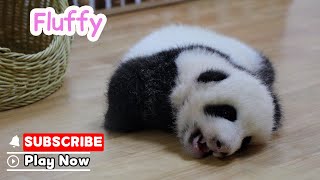 I’m Running Out Of Ways To Describe How Cute You Are | iPanda