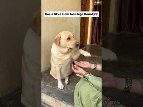 kala tikka 😘 || labra rubi || #shorts #youtubeshorts #labrador #dog #funny #memes #emotional #cute