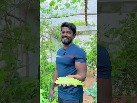 SUMMER லயும் சும்மா ஜம்முனு ஒரு அறுவடை நம்ம மாட்டித்தோட்டத்துலருந்து!!!