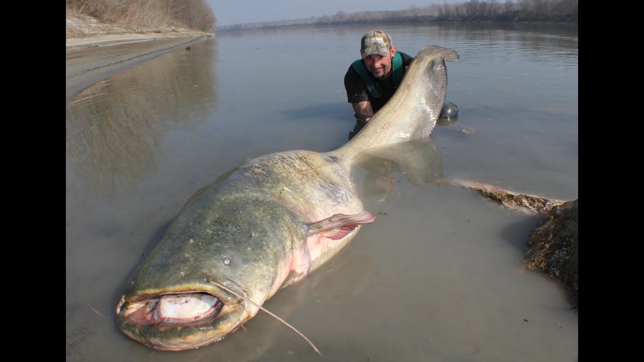 Catfishing: yuri grisendi fight a monster over 100 kg - hd by catfish world