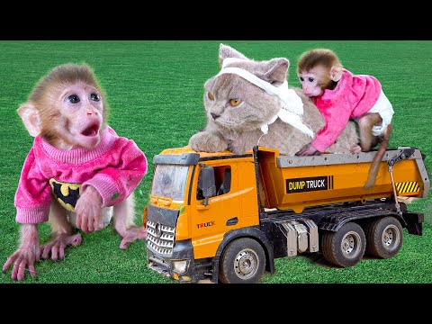 Monkey BoBo Drives a Truck to Harvest Colorful Watermelons on the Farm with puppy and Cat