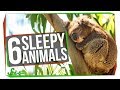 Animal Sleep Patterns and Adaptations