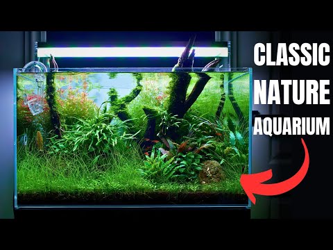 I MADE AN ''ADA INSPIRED'' AQUASCAPE FOR MY FAVOURITE NANO FISH!