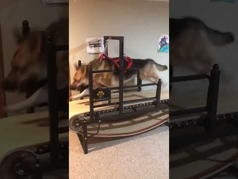 #lol 110 lb German Shepherd whining😭 for a RUN on treadmill #doglover #bigdog