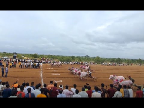 🔴 Bailgada sharyat live भव्य एक आदत एक बैल बैलगाडा शर्यत | बैलगाडा शर्यत अमरापुर