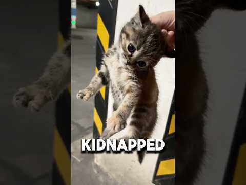 Angry Kitten Realizes Being Kidnapped Is Great❤️#kitten #cutecat #adorable